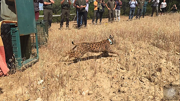 Momento de la suelta de uno de los linces