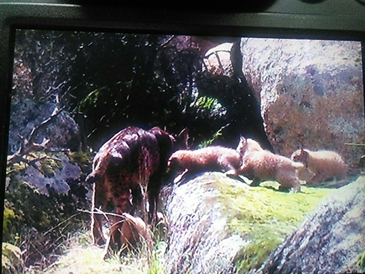 Foto de archivo de una camada de linces nacida en los Montes de Toledo