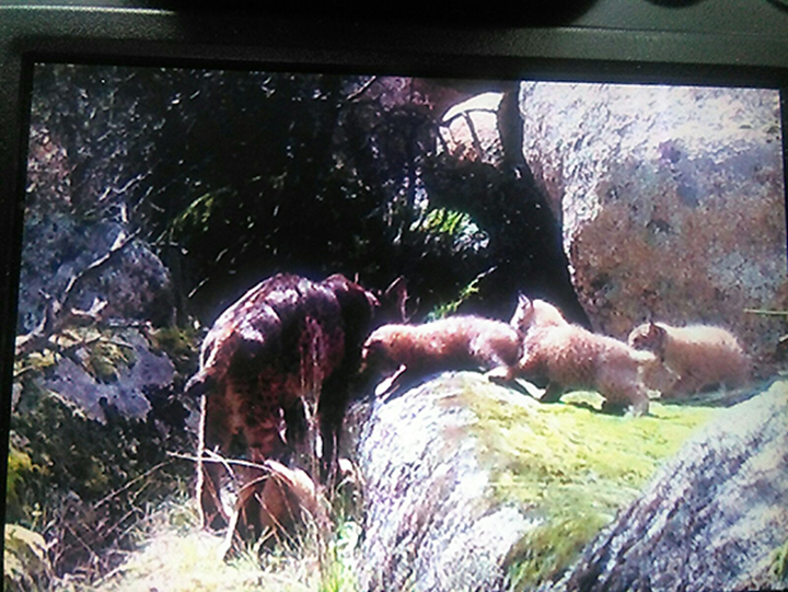 Foto de archivo de una de las camadas de linces nacidas en los montes de Toledo