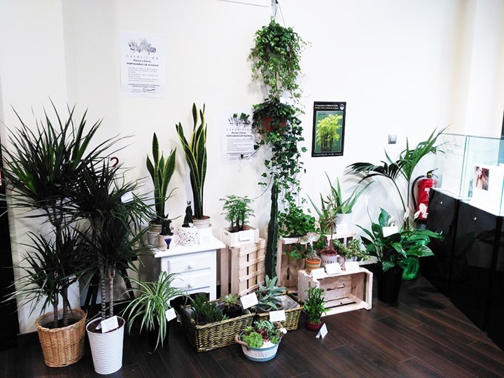 El valor emocional de las plantas y flores en una exposición en la joyería Carbono Puro de Puertollano
