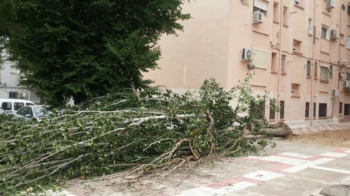 Una fuerte racha de viento destroza &aacute;rboles en la barriada 630 de Puertollano