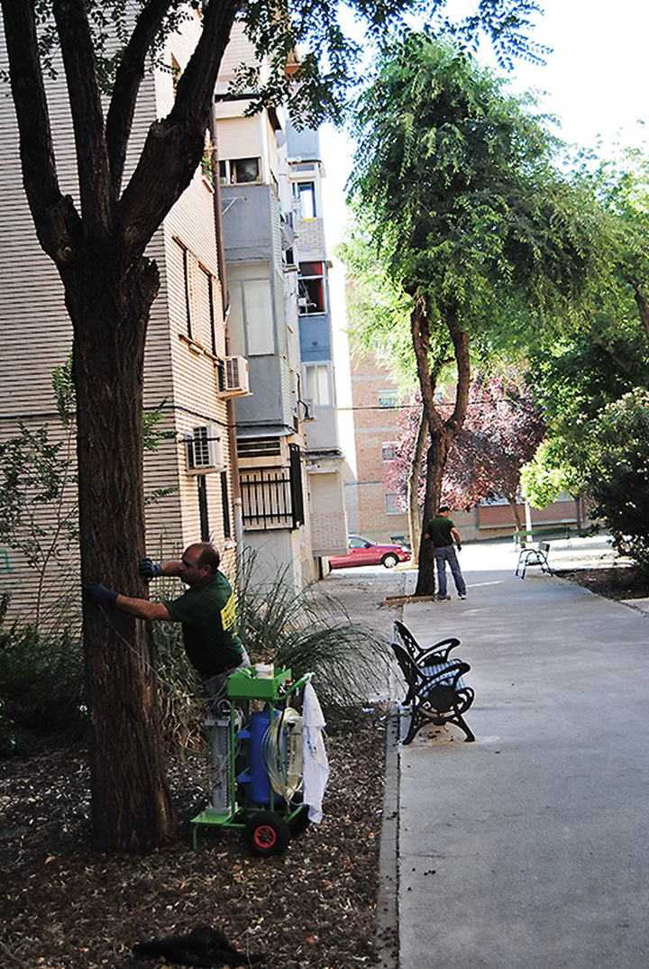 Operarios municipales tratando los árboles