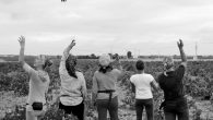 El Primer Premio del Concurso Nacional de Fotografía de Cooperativas Agro-alimentarias Castilla-La Mancha, para la vendimia en Villarrobledo