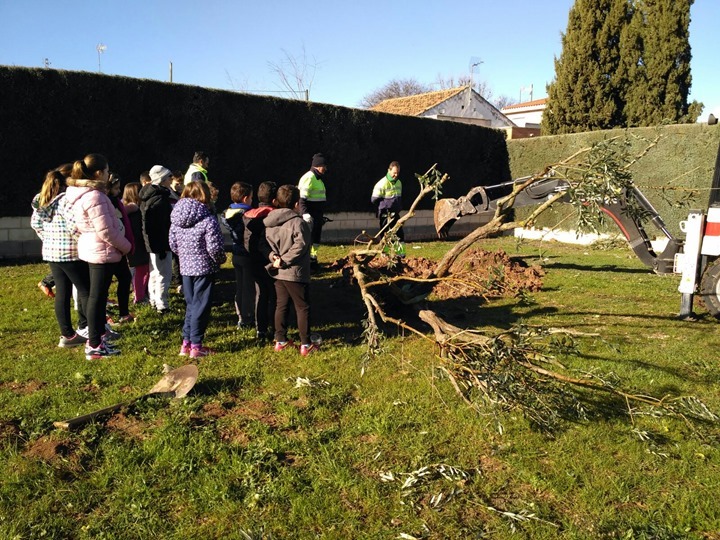 LABORES TRANSPLANTE