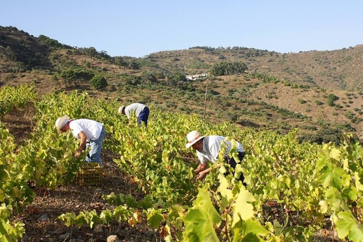 FENAVIN Andaluc&iacute;a vendimia en M&aacute;laga