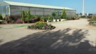 El ayuntamiento de Bolaños de Calatrava repartirá alrededor de un millar de árboles con el cheque verde