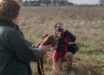 El Gobierno de Castilla-La Mancha libera un milano real en el Parque Nacional de Cabañeros tras recuperarlo en el ‘El Chaparrillo’