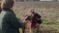 El Gobierno de Castilla-La Mancha libera un milano real en el Parque Nacional de Cabañeros tras recuperarlo en el ‘El Chaparrillo’