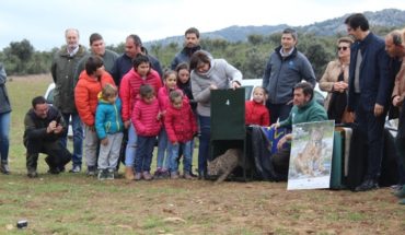 Escolares del CEIP ‘Virgen del Valle’ de Viso del Marqués asisten a la liberación de dos linces ibéricos