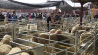 Manzanares, cita obligada para el ganado ovino manchego