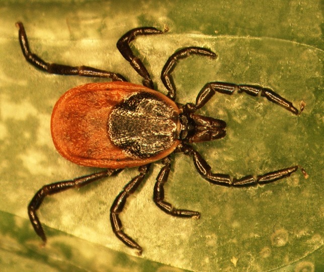 Hembra Ixodes scapularis