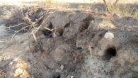 ASAJA : “La plaga de conejos y la fauna silvestre deja sin opciones a los agricultores afectados por los daños”
