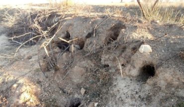 ASAJA : “La plaga de conejos y la fauna silvestre deja sin opciones a los agricultores afectados por los daños”