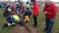 Ayuntamiento de Alcázar de San Juan y el hospital Mancha Centro colaboran con el colegio Gloria Fuertes en la celebración del ‘Día del Árbol’
