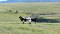 Brazatortas acoge mañana la XII Jornada para la Promoción y Difusión de la Raza Berrenda en Negro y Colorado que organiza AGABE