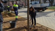 El Ayuntamiento de Ciudad Real repone los árboles de los jardines del Prado