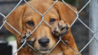 Pro Animal Manzanares” pide la colaboración vecinal contra el maltrato animal