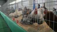 Unos 400 escolares de Socuéllamos asisten a una exposición de aves silvestres y de raza