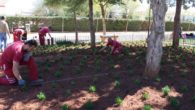 El servicio de parques y jardines de Villanueva de los Infantes realiza tareas de ornamentación y reposición en las zonas verdes