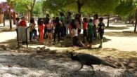 Alumnado de 4º de primaria de Manzanares participa en la actividad medioambiental “Mi parque es diferente”