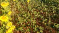 Asaja denuncia que las Administraciones siguen sin resolver el problema de los daños de fauna silvestre en Castilla-La Mancha