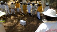 Un total de 20 bomberos han participado durante el mes de julio en el curso de intervención apícola para la retirada de enjambres