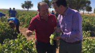 El Gobierno de Castilla-La Mancha publica 31,4 millones de euros de ayudas para la reestructuración de hasta 15.000 hectáreas de viñedo