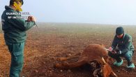 La Guardia Civil de Ciudad Real investiga al dueño de una explotación ganadera por maltrato animal