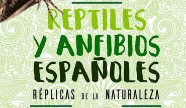 El Museo AVAN de Viso del Marqués acoge la exposición “Anfibios y reptiles españoles. Réplicas de la Naturaleza”