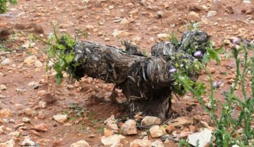 Carta del PSOE de Villahermosa: “Los daños de la tormenta, que el alcalde de Villahermosa considera no significativos, han supuesto un destrozo en las viñas, las olivas, el trigo o la cebada”