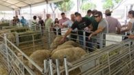 La subasta de sementales de raza ovina manchega repite éxito en Fercam