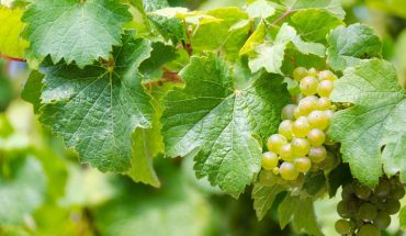 Bodegas Yuntero, de Manzanares, da la bienvenida a la vendimia 2018