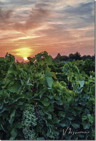 palabras de vino foto 01