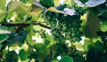 UGT-FICA y CCOO-Industria denuncian la dilación injustificada del convenio de vinícolas de Ciudad Real por parte de la patronal y anuncian movilizaciones