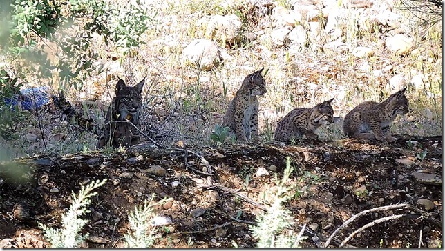 Lava_lince ibérico