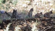 El Gobierno de Castilla-La Mancha publica las nuevas zonas de presencia estable y reproductora para el lince ibérico