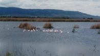 La Comisión Mixta de Gestión de los Parques Nacionales de Castilla-La Mancha acuerda detener el bombeo de agua a Las Tablas de Daimiel tras garantizar la saturación de las turbas