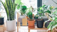 El jardín en casa · Saber elegir las macetas para nuestras plantas