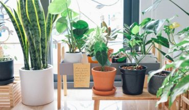 El jardín en casa · Saber elegir las macetas para nuestras plantas