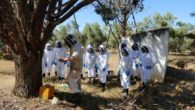 Efectivos del cuerpo de bomberos participan en el curso de intervención apícola para la retirada de enjambres de abejas en el entorno urbano