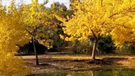 Los colores para el XIV Encuentro Oretania de Poetas “Palabras a la muerte” que se celebrará en San Carlos del Valle en el mes de octubre