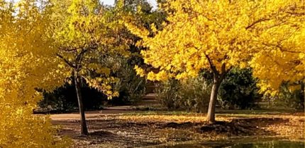 Los colores para el XIV Encuentro Oretania de Poetas “Palabras a la muerte” que se celebrará en San Carlos del Valle en el mes de octubre
